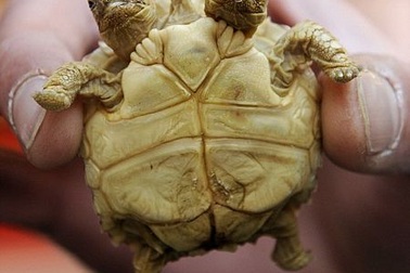 Rùa 2 đầu, 5 chân