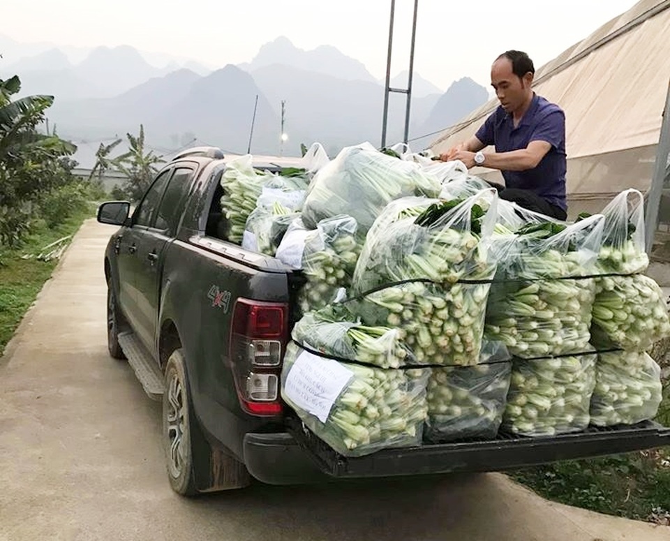 Chủ vườn ở Lai Châu “hái” 2 tấn rau ủng hộ người cách ly ở Hà Nội - 2 Chủ vườn ở Lai Châu “hái” 2 tấn rau ủng hộ người cách ly ở Hà Nội - 2