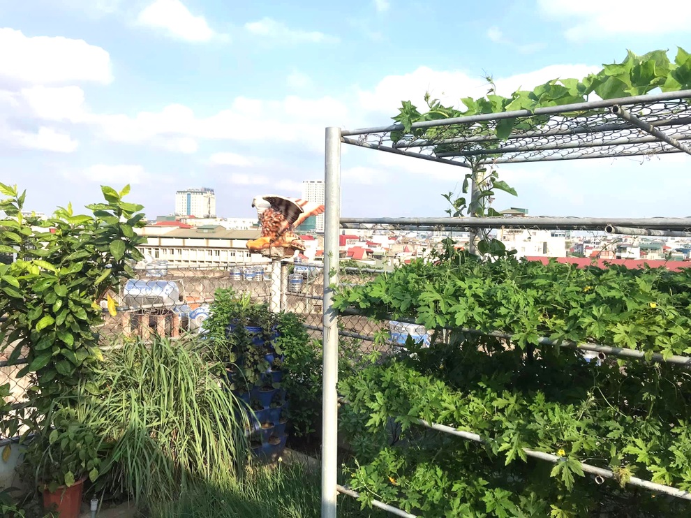 Gia đình Hà Nội đưa quê về phố, làm vườn rau xanh mát trên nóc nhà - 1 Gia đình Hà Nội đưa quê về phố, làm vườn rau xanh mát trên nóc nhà - 1
