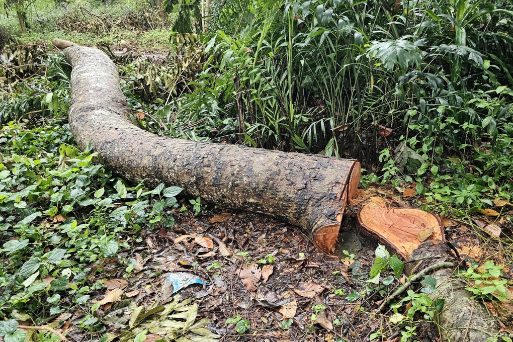 Vụ đốn hạ nhiều cây xà cừ gần hồ nước nổi tiếng Sóc Trăng: Công an vào cuộc - 1 Vụ đốn hạ nhiều cây xà cừ gần hồ nước nổi tiếng Sóc Trăng: Công an vào cuộc - 1