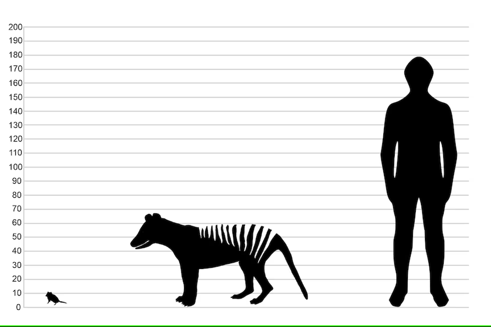 Sau sói khổng lồ, thêm một loài động vật tuyệt chủng sắp được tái sinh - 5