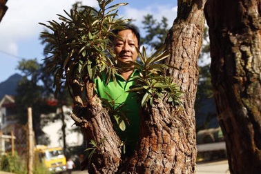 Đại gia chơi độc: Chi 4 tỷ đồng mua hoa đỗ quyên cổ thụ