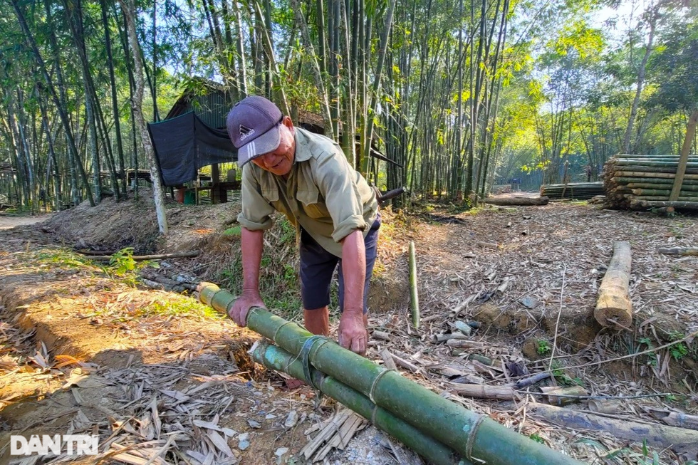 Nuôi con ăn học, xây nhà nhờ cây được mệnh danh là vàng xanh - 4 Nuôi con ăn học, xây nhà nhờ cây được mệnh danh là vàng xanh - 4
