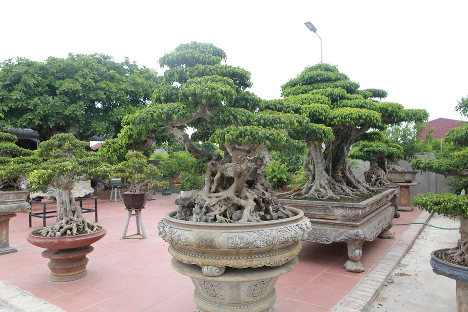 Đã mắt với vườn sanh cổ triệu đô của “đại gia nông dân” Hà Nội - 1 Đã mắt với vườn sanh cổ triệu đô của “đại gia nông dân” Hà Nội - 1