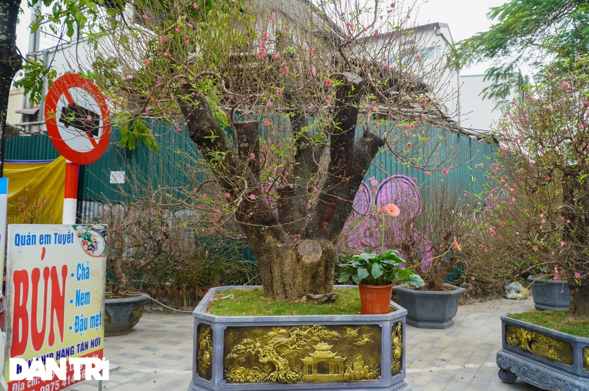 Đào khổng lồ gốc to bằng vòng tay người lớn giá 100 triệu đồng ở Hà Nội - 5 Đào khổng lồ gốc to bằng vòng tay người lớn giá 100 triệu đồng ở Hà Nội - 5
