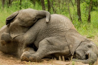 Đàn voi bị nghi say rượu, hàng chục con nằm ngủ la liệt bên bìa rừng