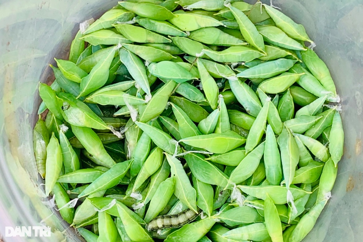 Lạ lùng đặc sản độc nhất ở Tây Nguyên, khách nhắm tít mắt mới dám thử - 6 Lạ lùng đặc sản độc nhất ở Tây Nguyên, khách nhắm tít mắt mới dám thử - 6