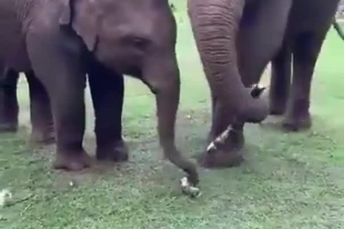 Voi mẹ chia sẻ cây mía với con của mình