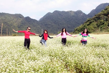 Tam giác mạch trắng chào đón du khách về với xứ Lạng