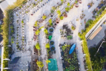 Đầu tư 1 tỷ đồng làm vườn rau "khủng" trên nóc chung cư ở TP. HCM