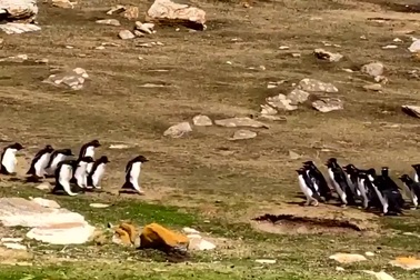 Hài hước khoảnh khắc hai đàn chim cánh cụt "chào hỏi" nhau