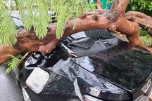 Phượng cổ thụ bật gốc đè nát xe ô tô bên đường