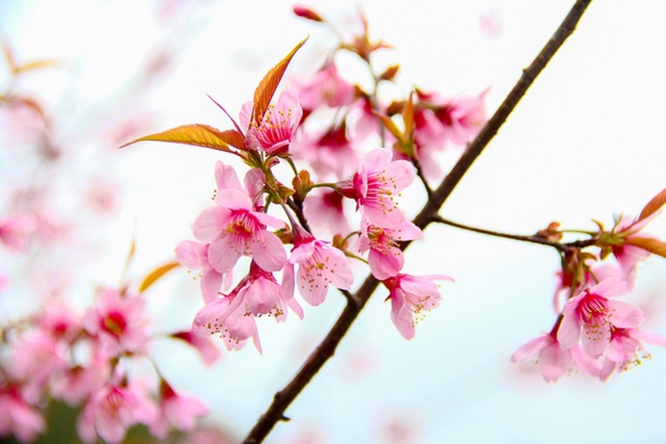 Du khách ùn ùn về xứ Đà Lạt 2 để ngắm hoa mai anh đào - 4 Du khách ùn ùn về xứ Đà Lạt 2 để ngắm hoa mai anh đào - 4