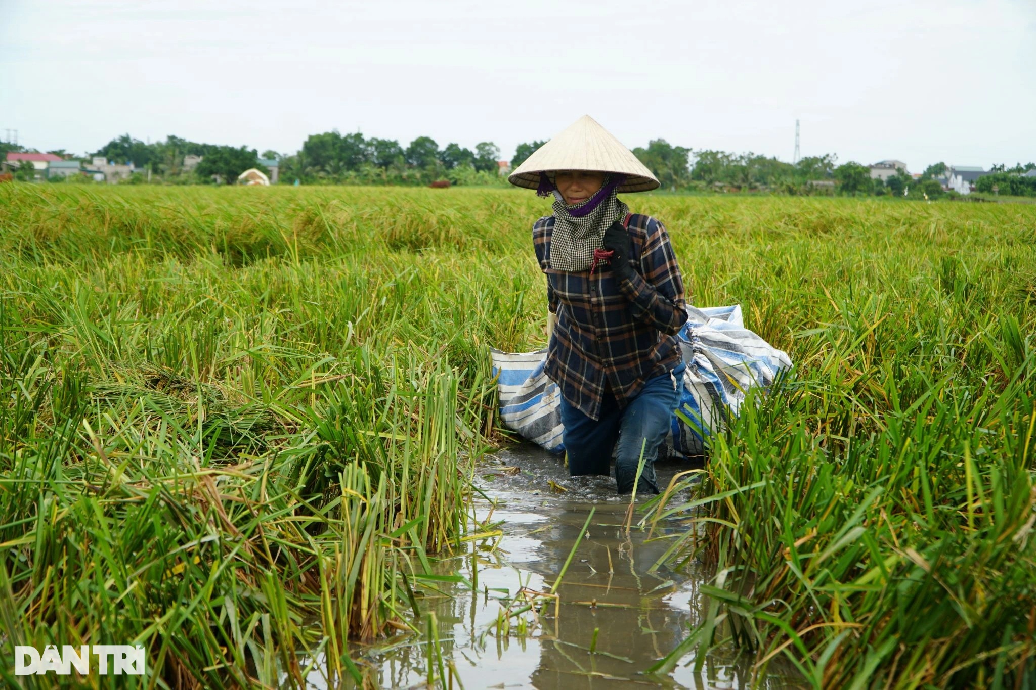 View - Nông dân nhìn trời... khóc hậu bão Yagi | Báo Dân trí