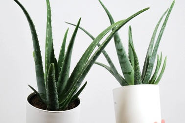 10 loại cây đặt trong phòng ngủ giúp bạn ngon giấc