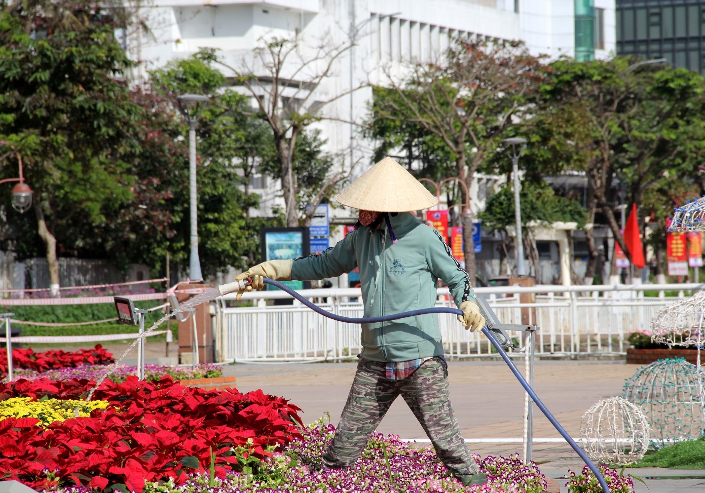 Đàn hổ đủ màu sắc xuống đường hoa Đà Nẵng - 11 Đàn hổ đủ màu sắc xuống đường hoa Đà Nẵng - 11