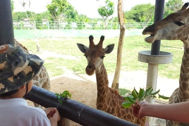 Vườn xoài ngày nay thu hút du khách bởi... đẹp, độc, lạ