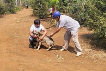 Bốn người bị chó dại cắn, một người tử vong