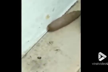 Sinh vật lạ có đuôi chuột, không đầu không mắt không chân