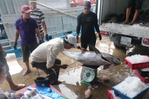 Ngư dân khốn đốn vì nghề câu cá ngừ đại dương Trường Sa mất mùa