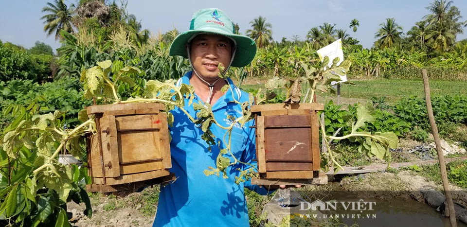 Cho dưa hấu vào thùng gỗ, cuối vụ mở ra bán tiền triệu mỗi quả - 1 Cho dưa hấu vào thùng gỗ, cuối vụ mở ra bán tiền triệu mỗi quả - 1