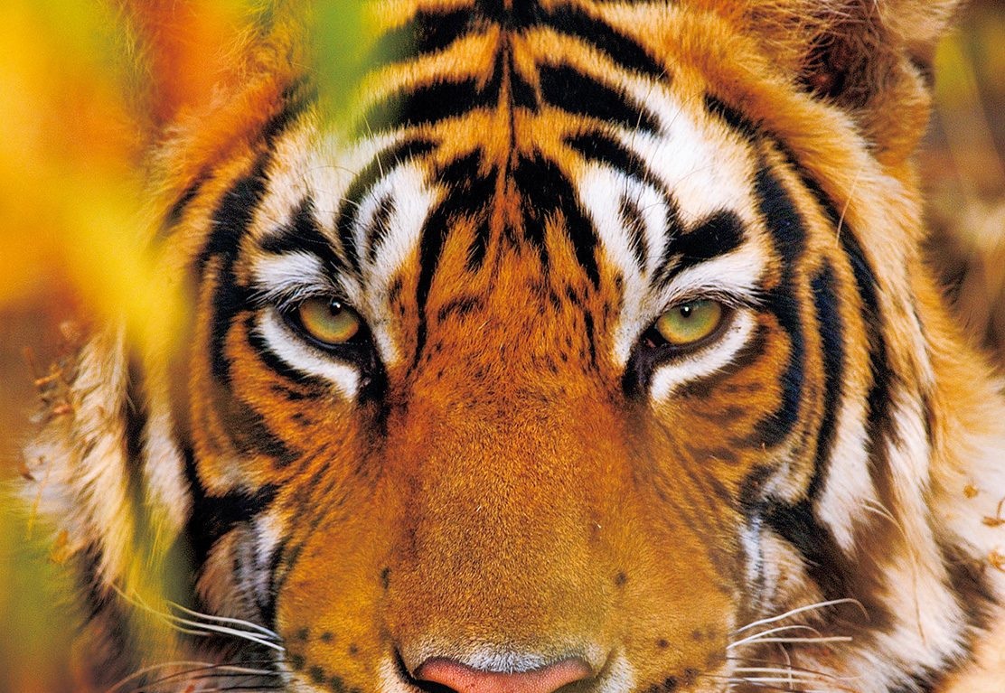 Người Á Đông thần tượng hổ, vì sao? - 1