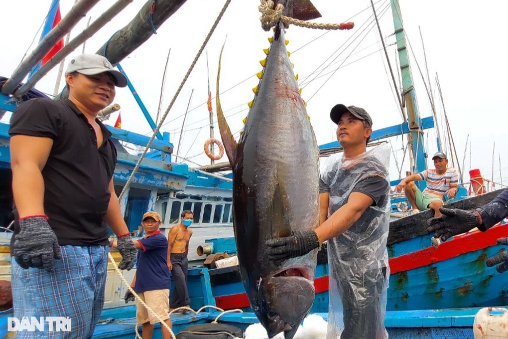 Nông nghiệp công nghệ cao bén rễ vào đời sống nông dân Bình Định - 3 Nông nghiệp công nghệ cao bén rễ vào đời sống nông dân Bình Định - 3