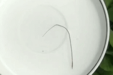 Pili - Loại cỏ đặc biệt biết chuyển động khi bị ướt