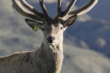 Nhung Hươu: Thượng Dược Ngàn Xưa