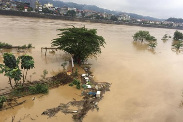 Lũ sông Hồng đột ngột dâng cao, nhấn chìm hoa màu của dân