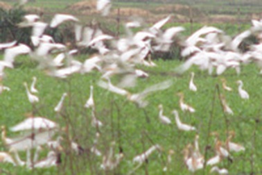 Hà Tĩnh: Xuất hiện đàn cò lạ!