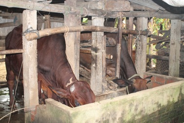 Vì sao 30 con bò giống hỗ trợ lại được "bán" cho hộ nghèo?