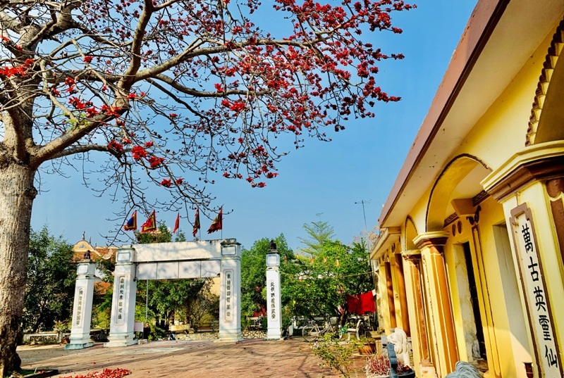 Ngắm cây hoa gạo cổ thụ trước sân đền hàng trăm năm tuổi - 3 Ngắm cây hoa gạo cổ thụ trước sân đền hàng trăm năm tuổi - 3