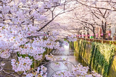 Nhật Bản có thể thiệt hại gần 2 tỷ USD vì phấn hoa