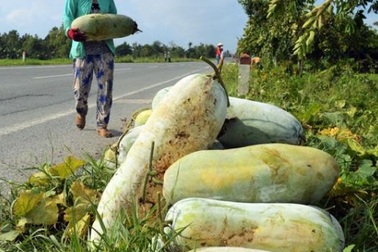 Đến tận ruộng xem thu hoạch bí đao “khủng” làm mứt Tết