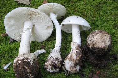 Hái nấm ở vườn nướng ăn, 3 chị em ruột bị ngộ độc