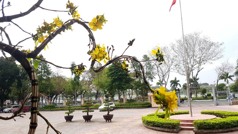 Chiêm ngưỡng cây mai độc lạ, dáng “bình phong” tại Huế - 9 Chiêm ngưỡng cây mai độc lạ, dáng “bình phong” tại Huế - 9