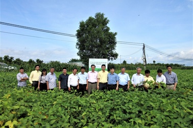 Vinasoy đạt bước tiến mới trong hành trình nghiên cứu và chọn tạo giống đậu nành