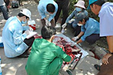 Dịch lợn tai xanh cận kề TPHCM