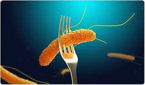 4 món ăn nhiễm khuẩn Salmonella khiến 80 sinh viên ở Lào Cai ngộ độc - 1