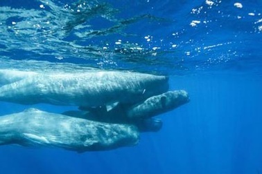 Khoảnh khắc sinh con kỳ diệu của cá nhà táng dưới đại dương