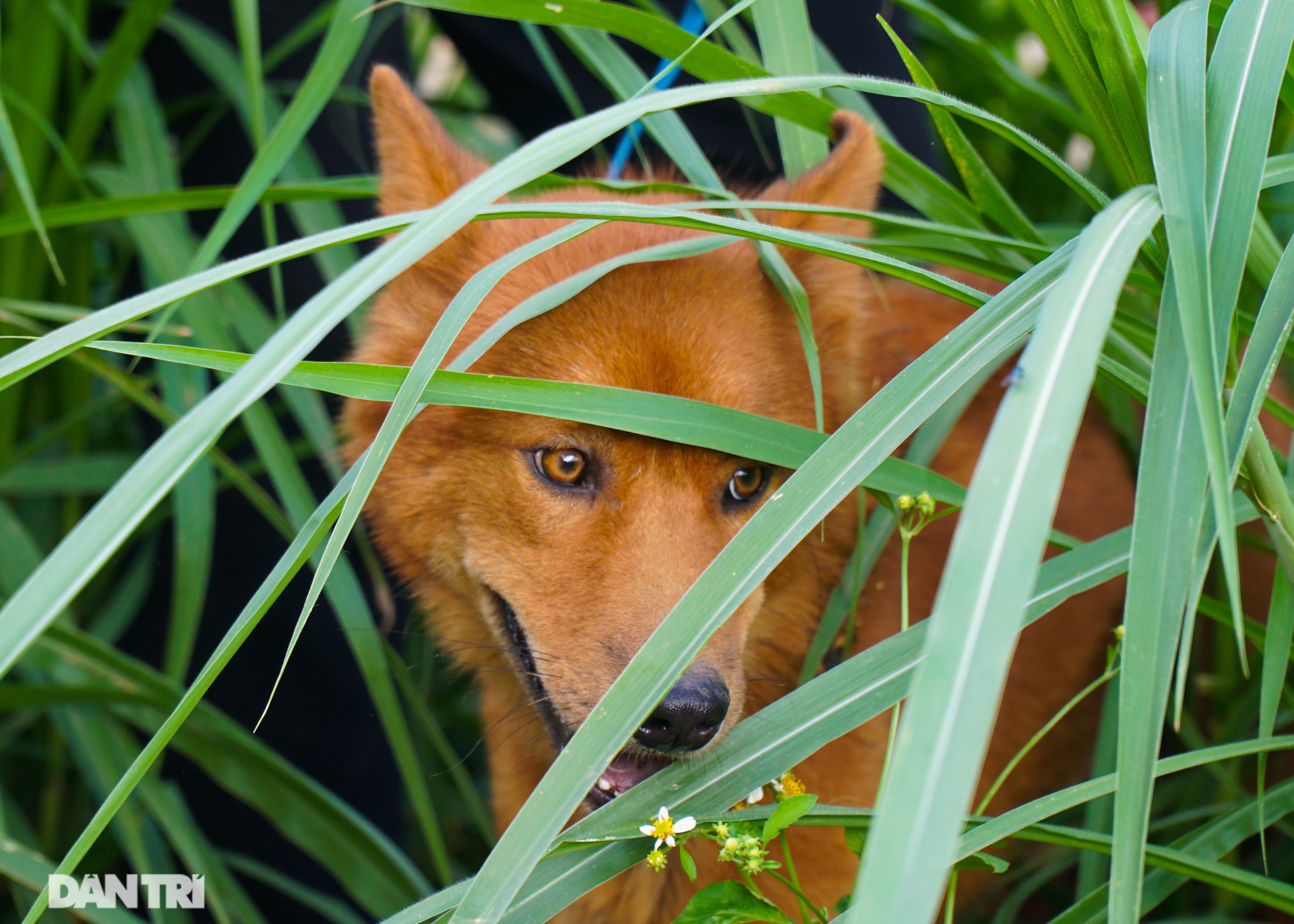 Hồi sinh giống chó săn cổ quý hiếm lừng danh đất Việt - 6