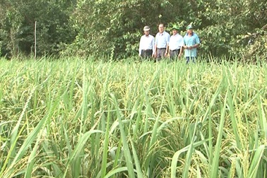 ĐBSCL: Tìm phương kế “sống chung với hạn - mặn”!