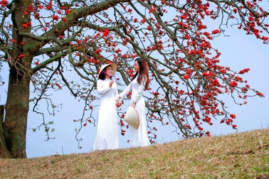 Mê mẩn với hoa gạo nở đỏ rực vùng ngoại thành Hà Nội