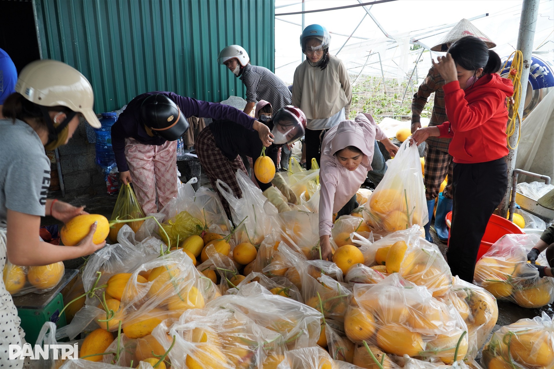 Nhà màng tiền tỷ bị bão Kajiki quật đổ, dân làng lội nước giúp chủ vớt dưa - 10