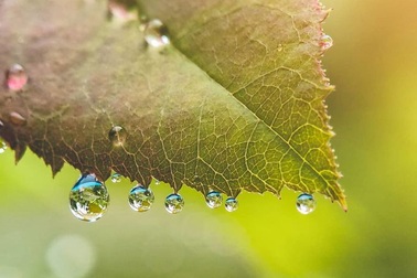 Ngắm bộ ảnh macro đẹp khó tin được thực hiện từ smartphone