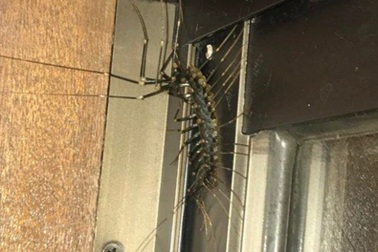 Sốc với hình ảnh rết "quái vật" bò vào nhà ở Nhật Bản