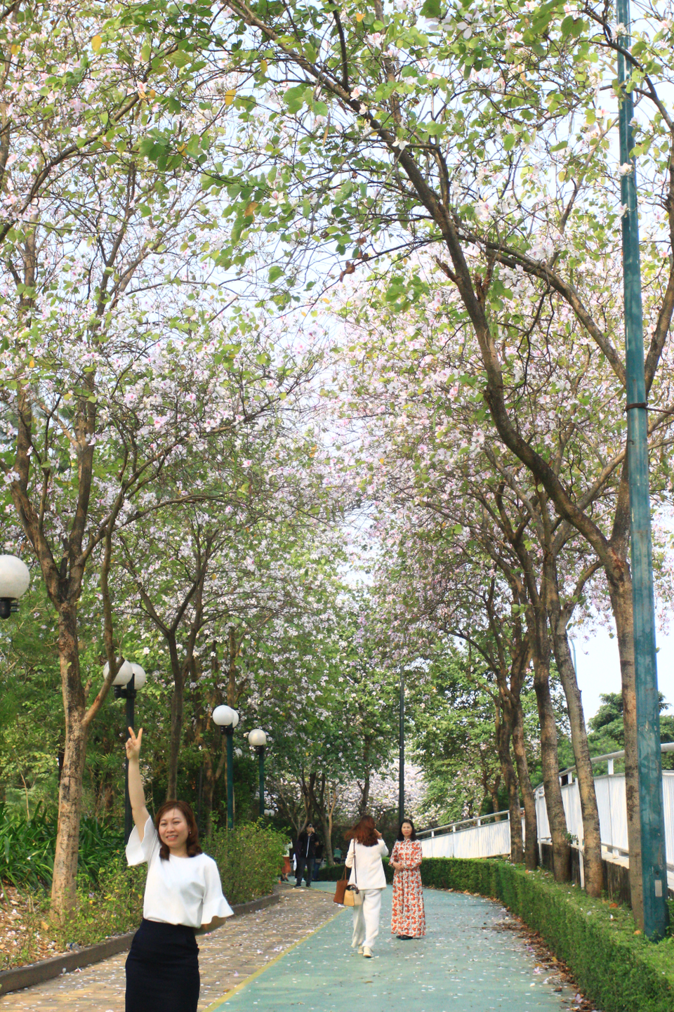 Ấn tượng sắc xuân tại Ciputra Hanoi - 4 Ấn tượng sắc xuân tại Ciputra Hanoi - 4