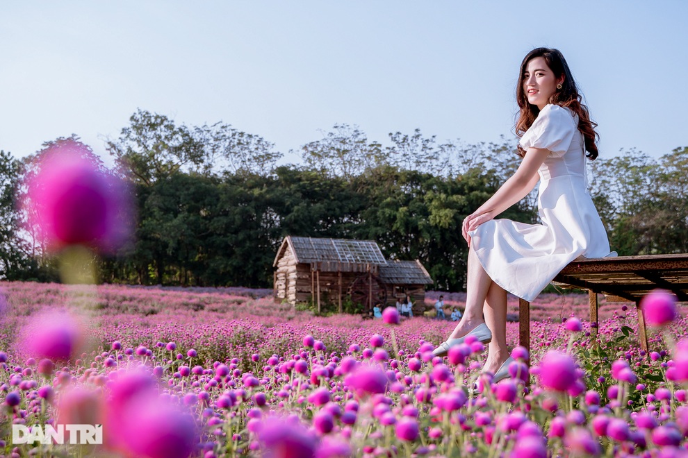 Lạc vào cánh đồng hoa tím lịm như trời Âu ở Hà Nội - 7 Lạc vào cánh đồng hoa tím lịm như trời Âu ở Hà Nội - 7