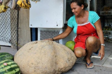 Củ khoai tây nặng 80 kg 